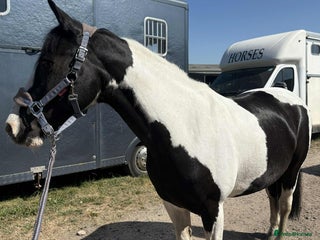 Other Breed horses Lady athena - Advert 4