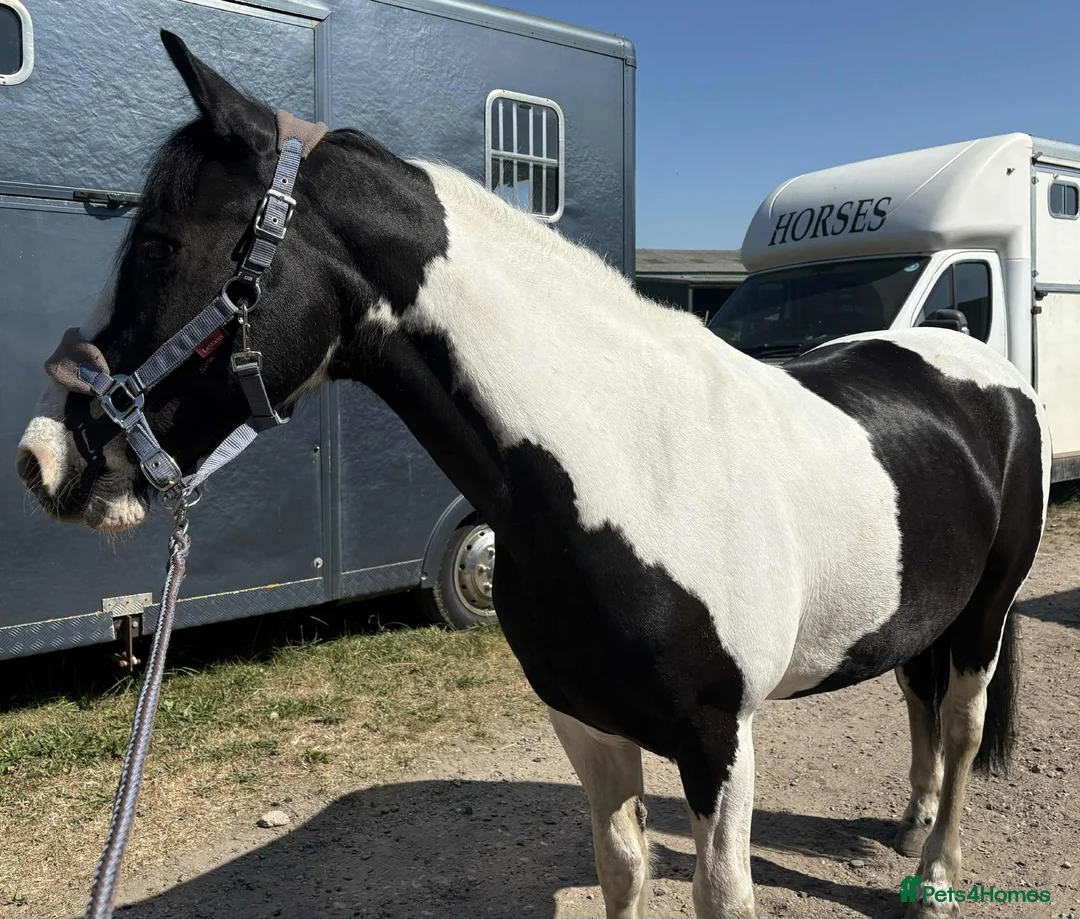 Other Breed horses for sale: Lady athena - Advert 1