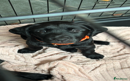 Labrador Retriever dogs for sale: Black lab 1 girl remaining reduced not 2 be missed - Image 1