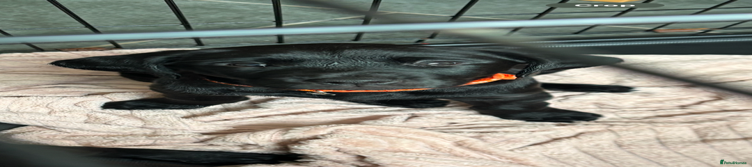 Labrador Retriever Puppy 1