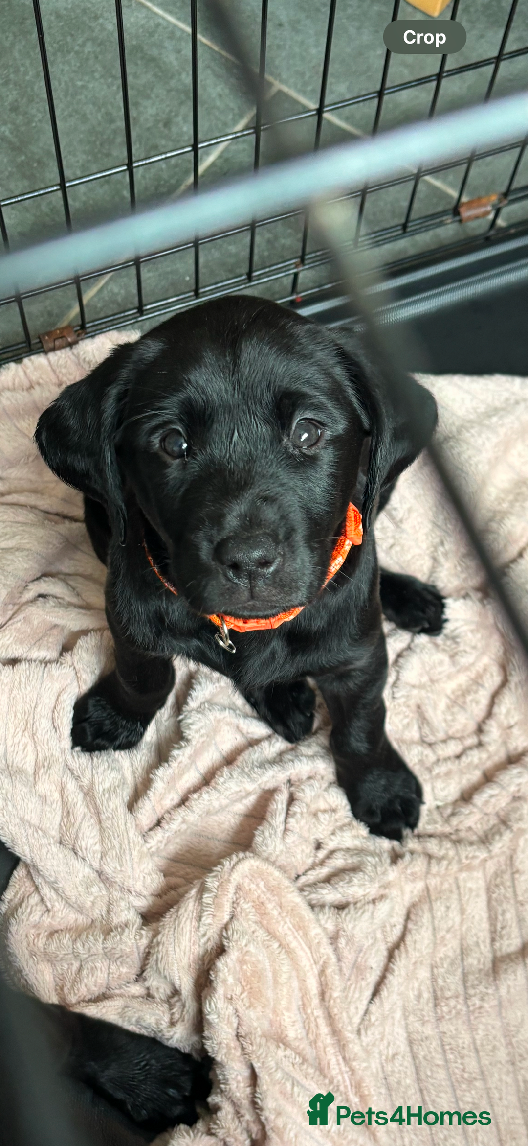 Labrador Retriever dogs for sale: Black lab 1 girl remaining reduced not 2 be missed - Image 1