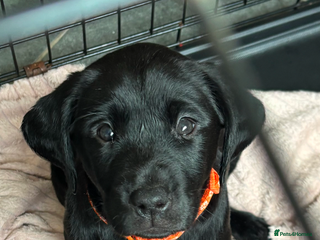 Labrador Retriever dogs - Advert 12