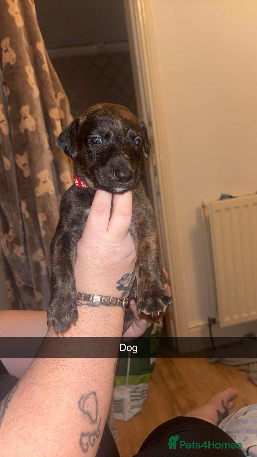 Lurcher dogs for sale: Lurcher puppies - Image 6