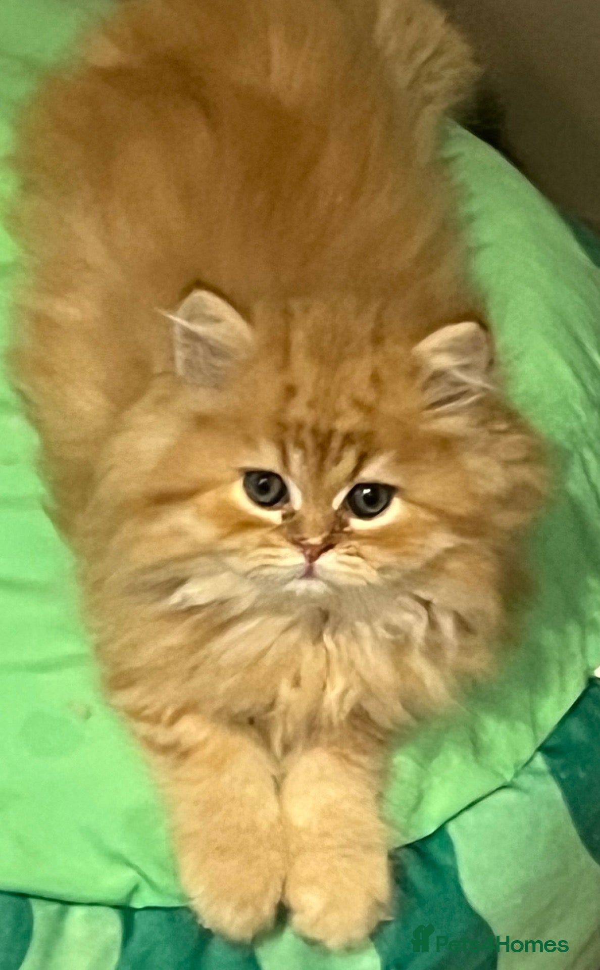 Persian cats for sale: Pure bred Persian kittens  - Advert 13