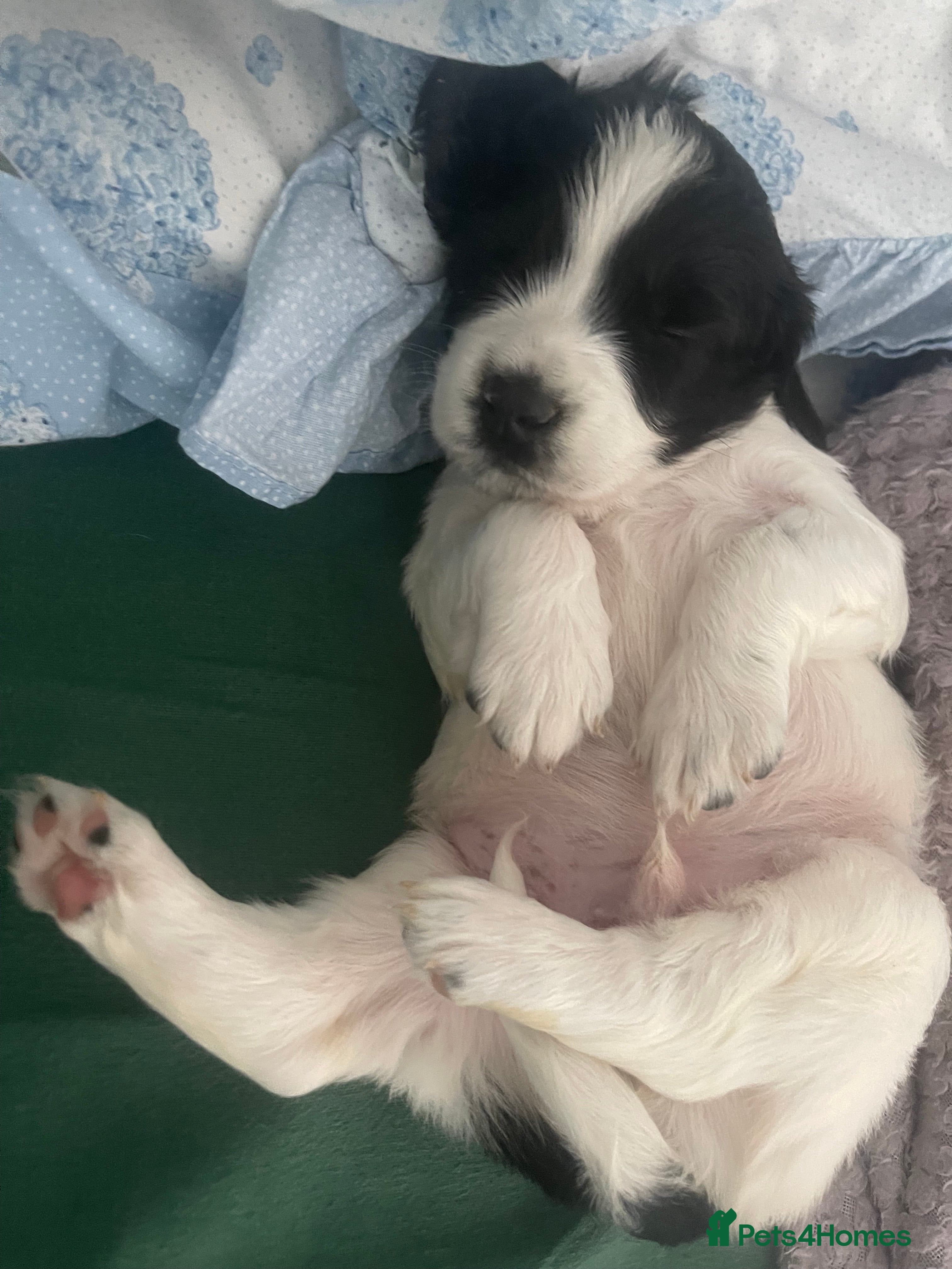 English Springer Spaniel dogs 4 weeks old🐶❤️AdorableSpringerSpanielPuppie 🐶❤️  - Advert 2