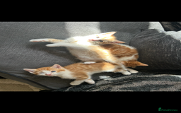 Turkish Angora cats for sale: Ginger white Turkish angora kittens 🥰 - Image 5