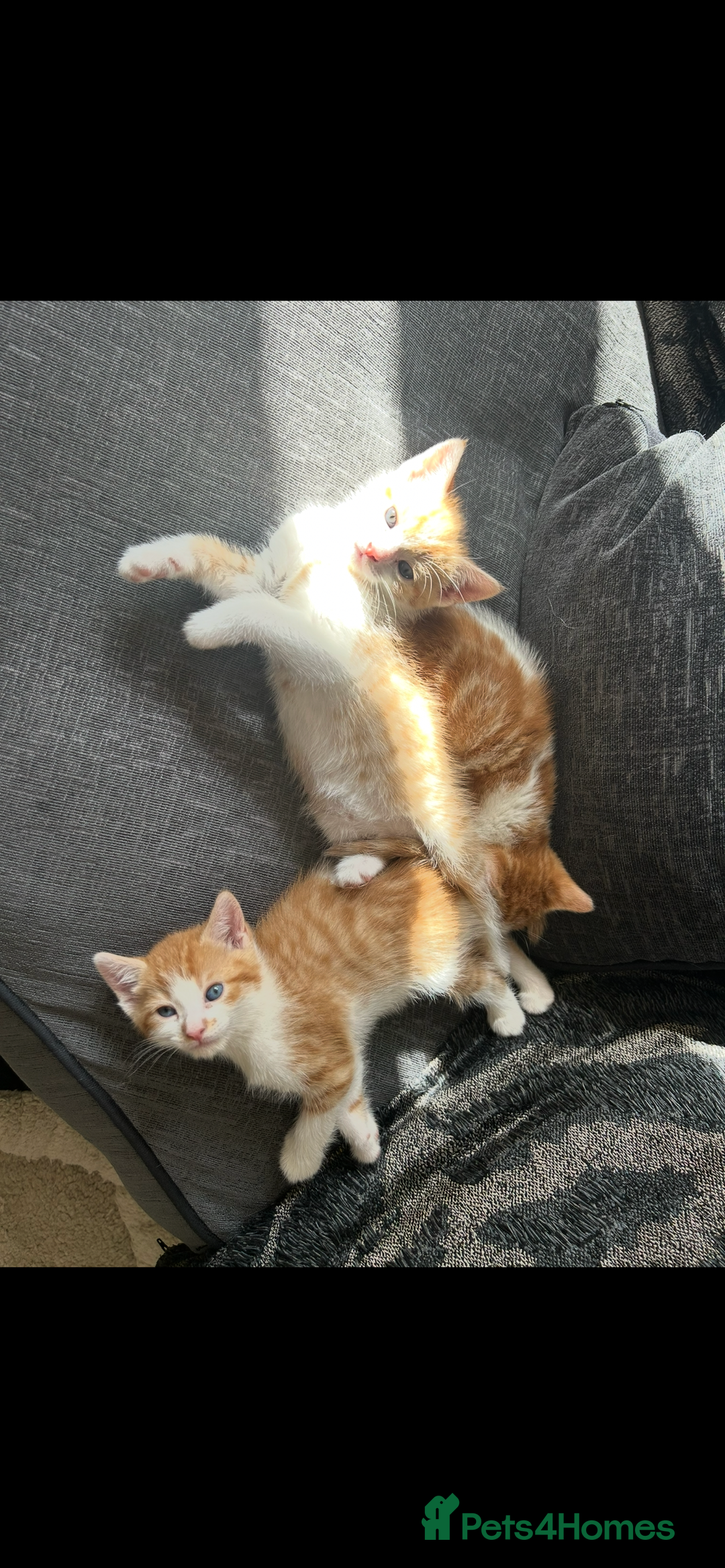 Turkish Angora cats for sale: Ginger white Turkish angora kittens 🥰 - Image 5