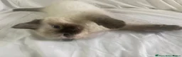 Ragdoll cats for sale: Ragdoll Kittens - Advert 3