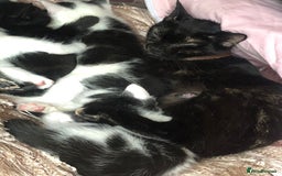 Domestic Shorthair cats for sale: 2 Female kittens ready for there forever home. - Image 6