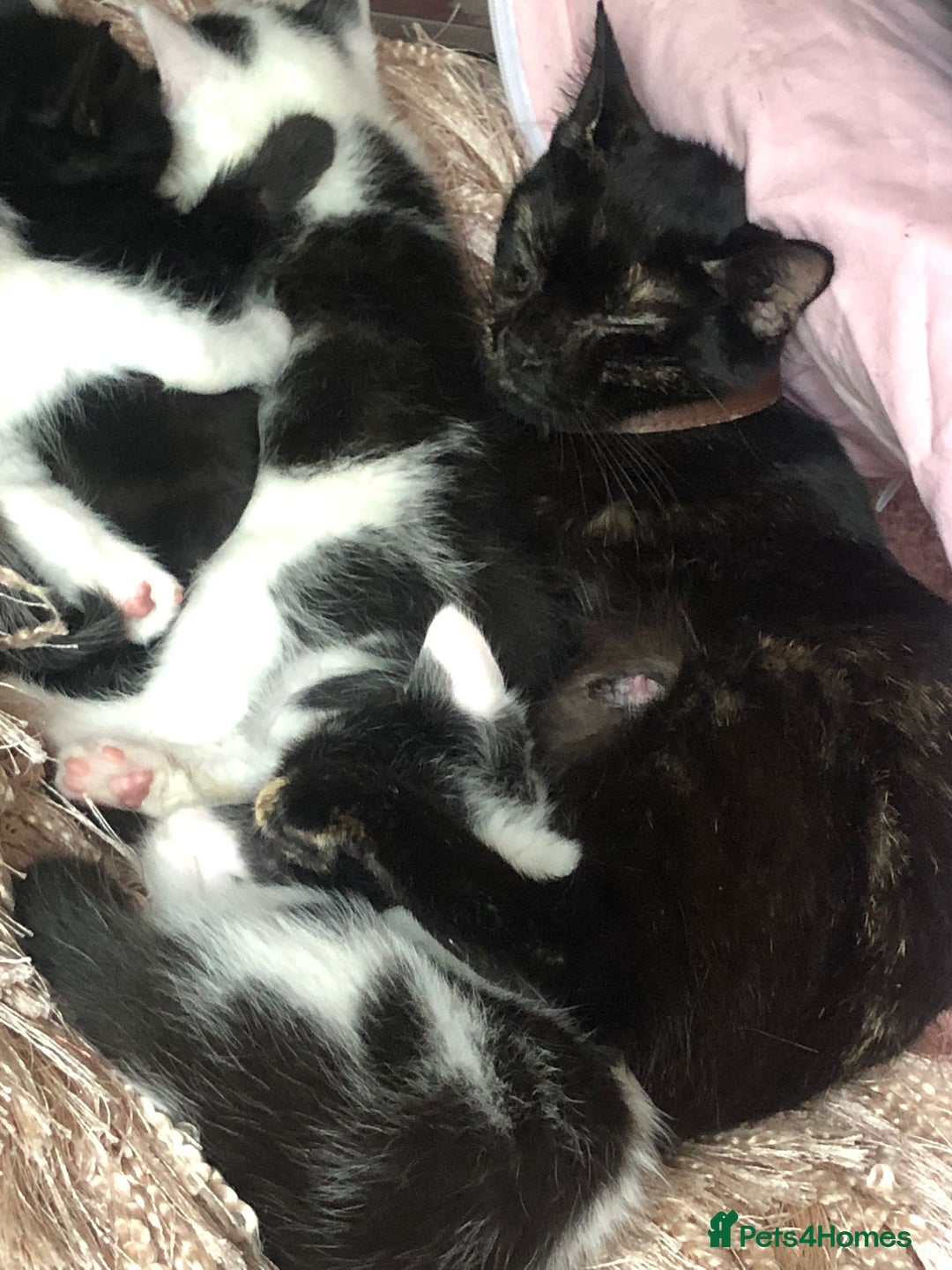 Domestic Shorthair cats for sale: 2 Female kittens ready for there forever home. - Image 6