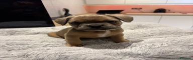 French Bulldog 2
