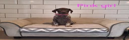 German Shorthaired Pointer dogs for sale: 🤎🤍 KC reg German Shorthaired Pointers 🤍🤎 - Advert 11