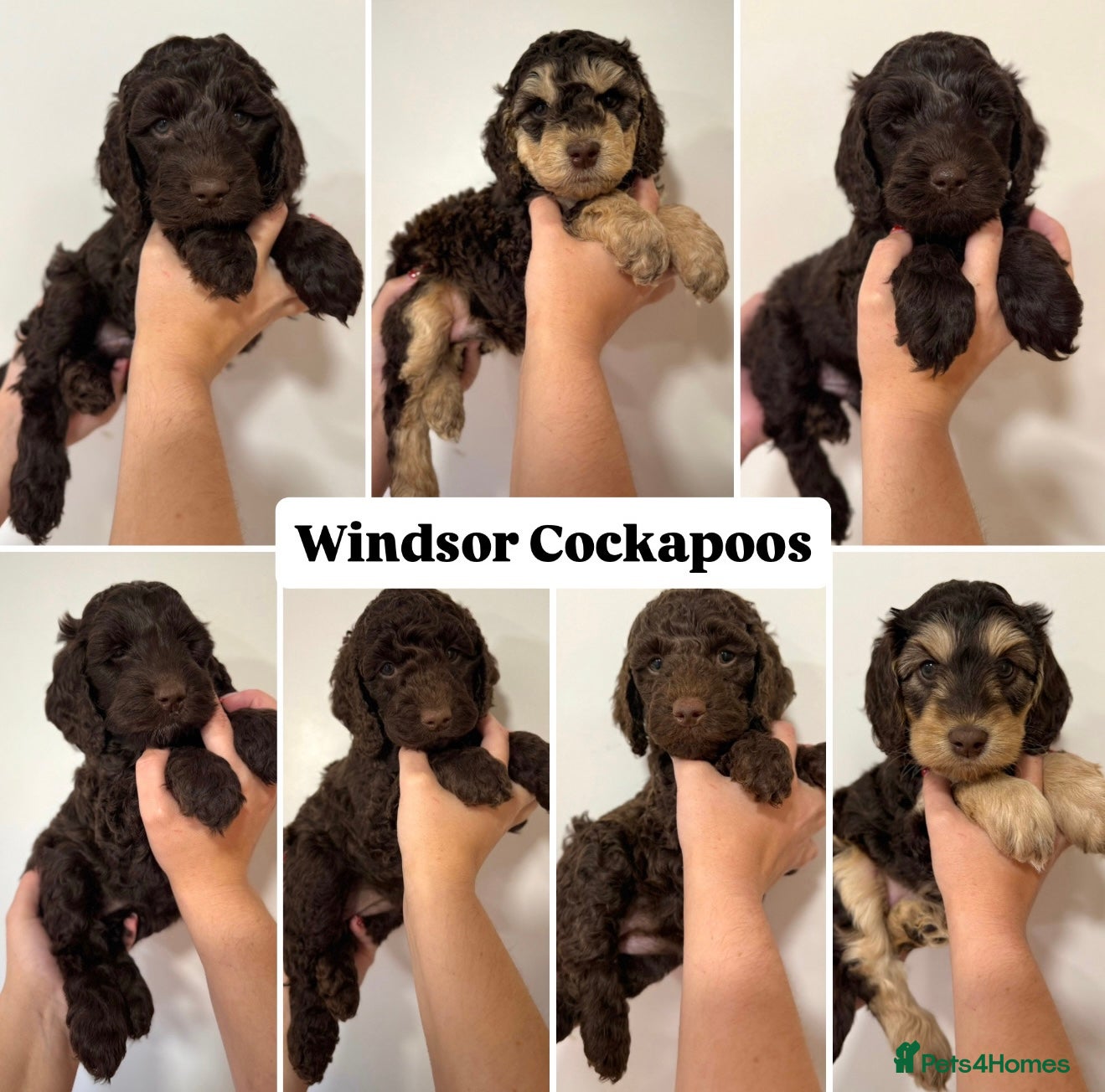 Cockapoo dogs DNA Health Tested Cockapoo Puppies 🧬 Only 1 left! - Advert 14