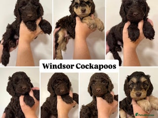 Cockapoo dogs DNA Health Tested Cockapoo Puppies 🧬 Only 1 left! - Advert 4