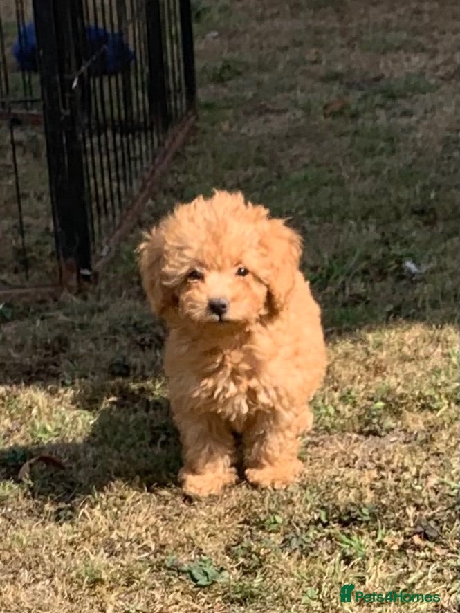 Cockapoo dogs Amazing DNA/BVA CLEAR toy cockapoo puppies  - Advert 3