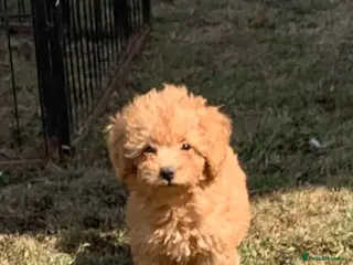 Cockapoo dogs Amazing DNA/BVA CLEAR toy cockapoo puppies - Advert 3