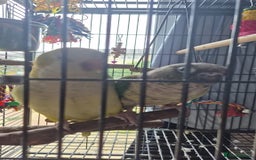 Conures birds for sale: One male Conure and one female Quaker - Image 7