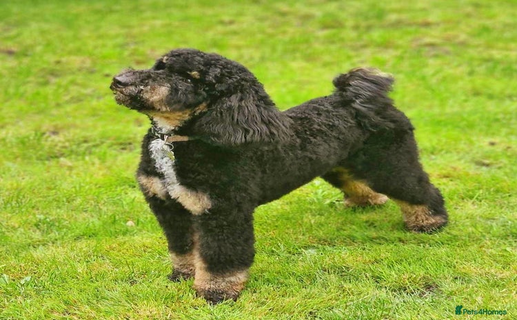 Miniature Poodle dogs - Advert 1
