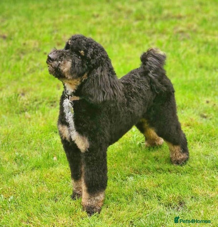 Miniature Poodle dogs - Advert 11
