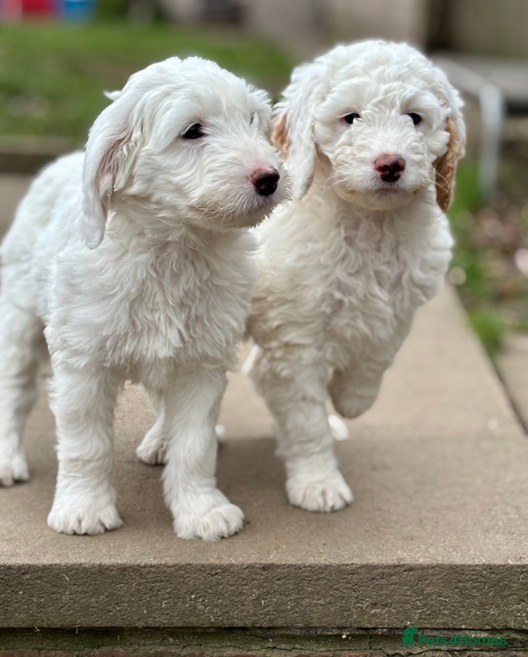 Australian Labradoodle dogs for sale: Exceptionally bred for Health! Temperament! Looks! - Advert 11