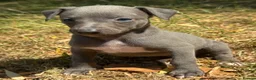 Whippet dogs for sale: KC REG BLUE WHIPPETS BVA AND HEART TESTED PARENTS - Advert 19