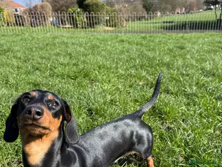 Miniature Dachshund dogs Willow - 10 months - Advert 10