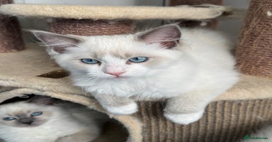 Ragdoll cats - Advert 15