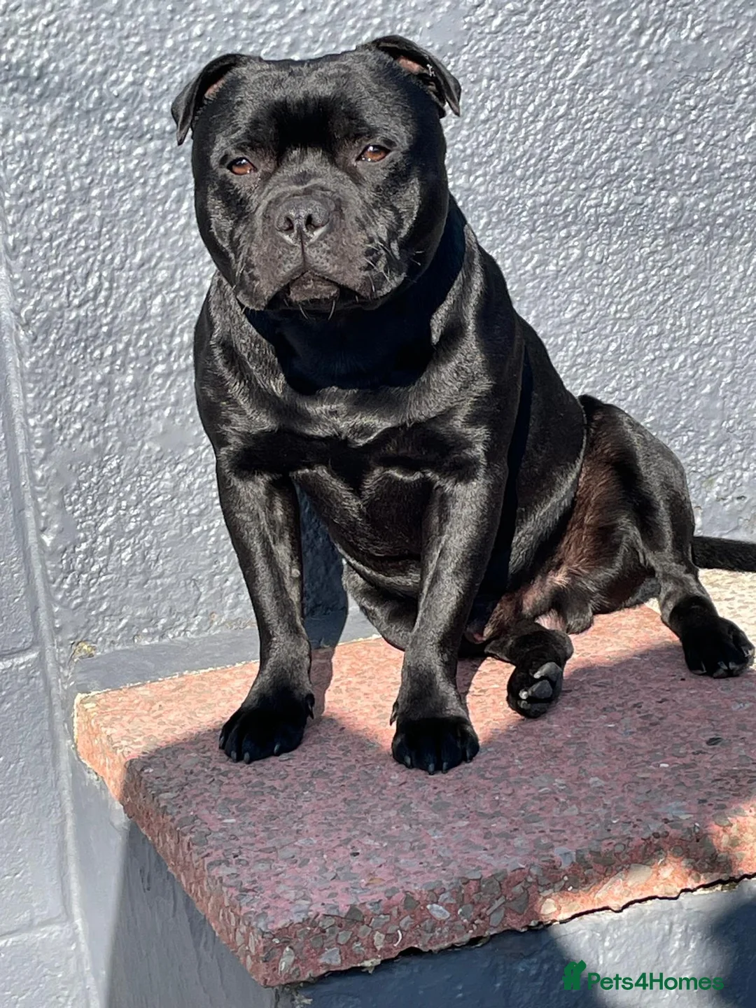 Staffordshire Bull Terrier dogs for stud: Stunning Champion Sired Stud  in Pontypridd - Advert 7