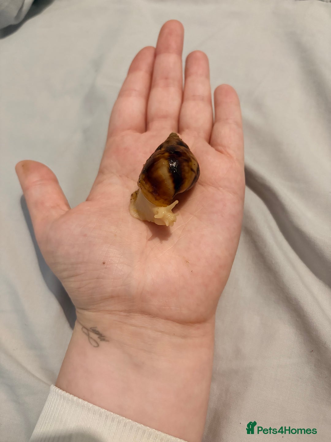 Snails invertebrates for sale: Giant African Land Snails - Advert 4