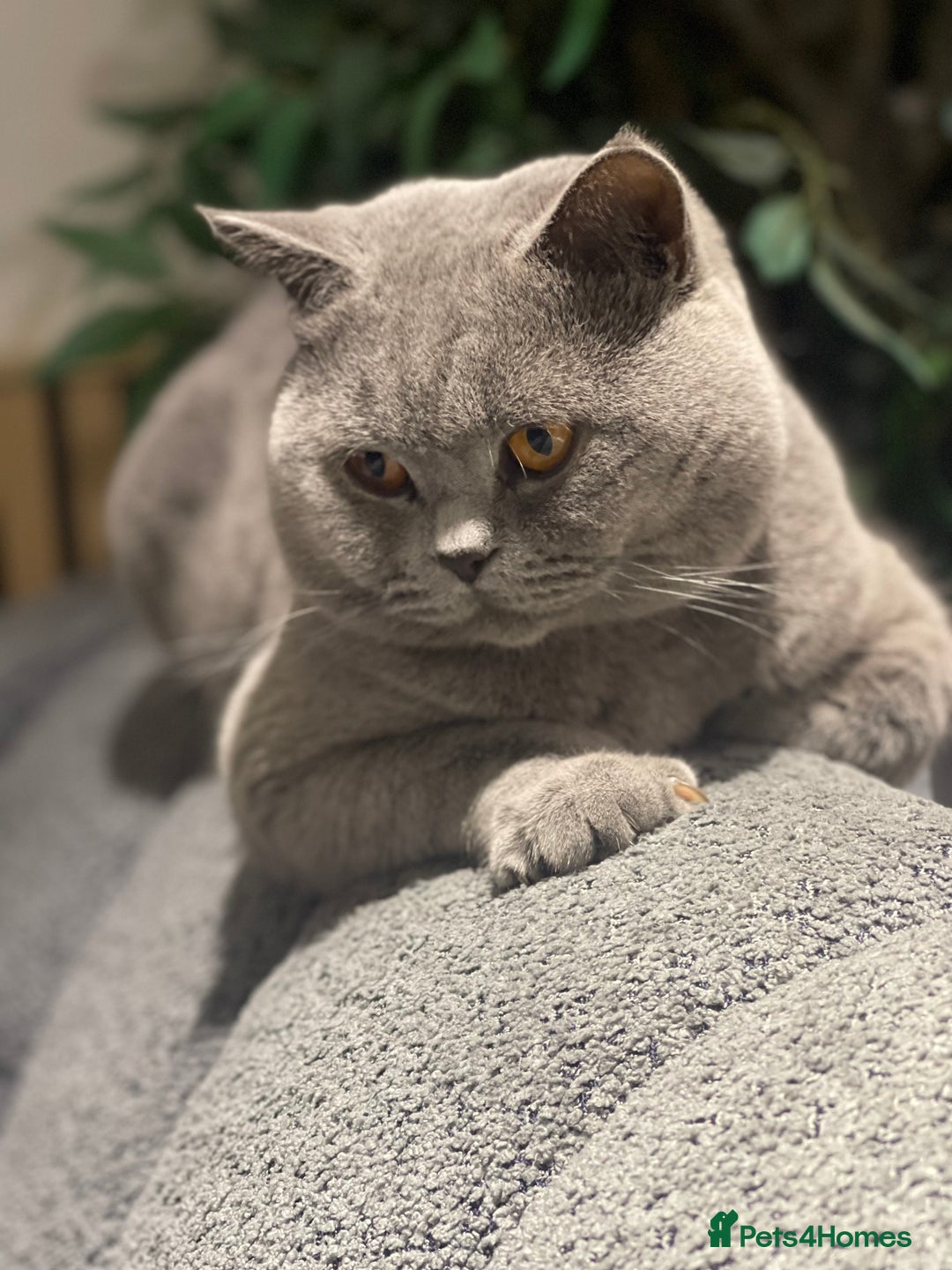 British Shorthair cats for stud: STUNNING GCCF REGISTERED PROVEN STUD - Advert 10