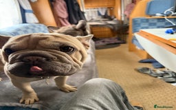 French Bulldog dogs for sale: 2 French Bulldogs (brothers) - Image 3