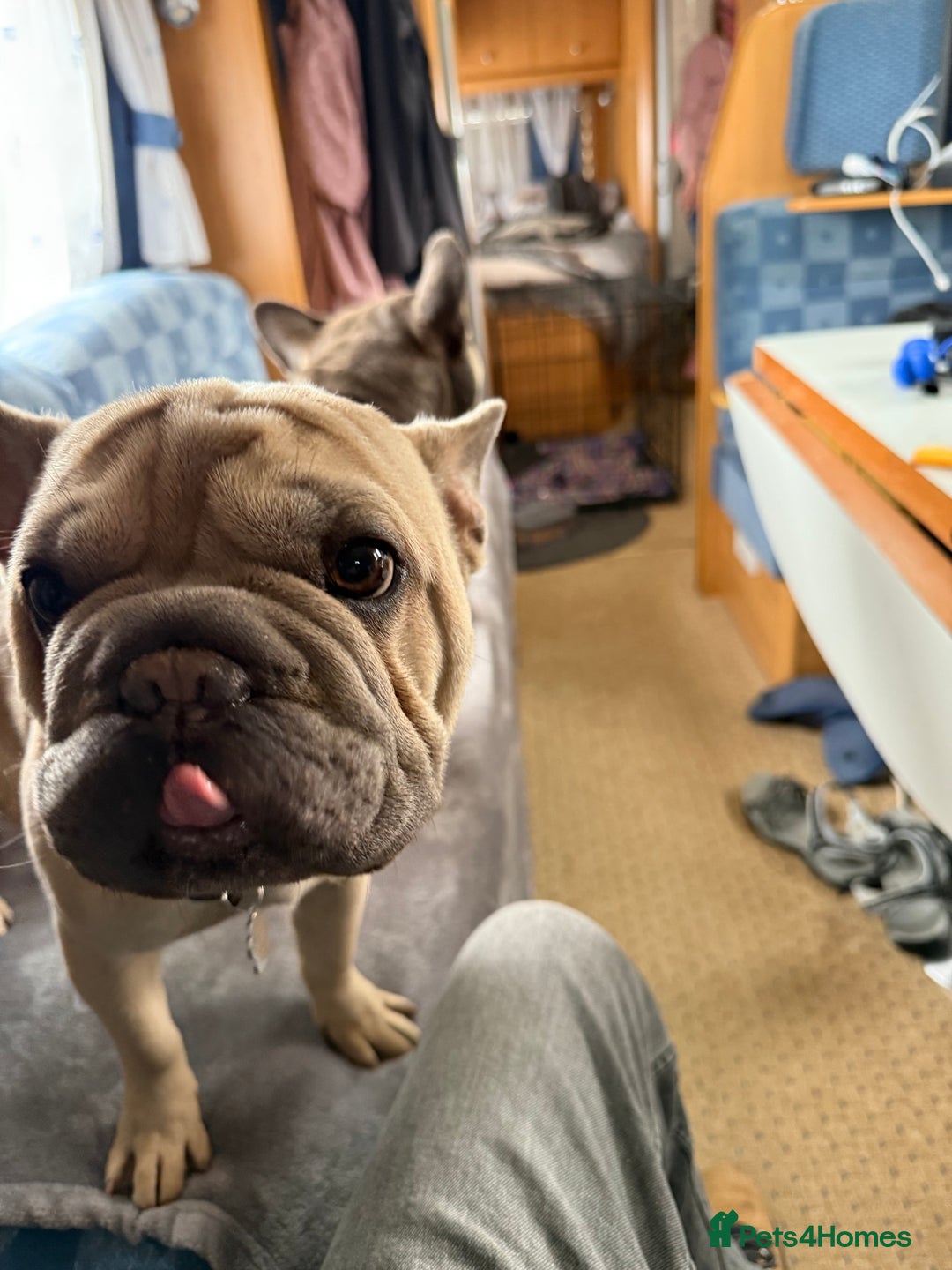 French Bulldog dogs for sale: 2 French Bulldogs (brothers) - Image 3