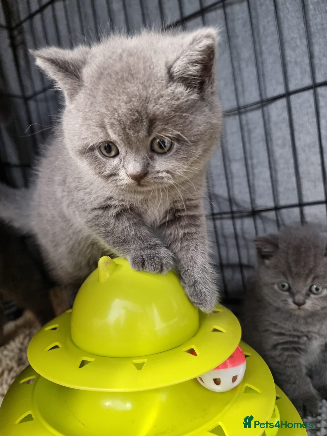 British Shorthair cats for sale: Lilac & Blue BSH Kittens Healthy GCCF Pedigree  - Image 19