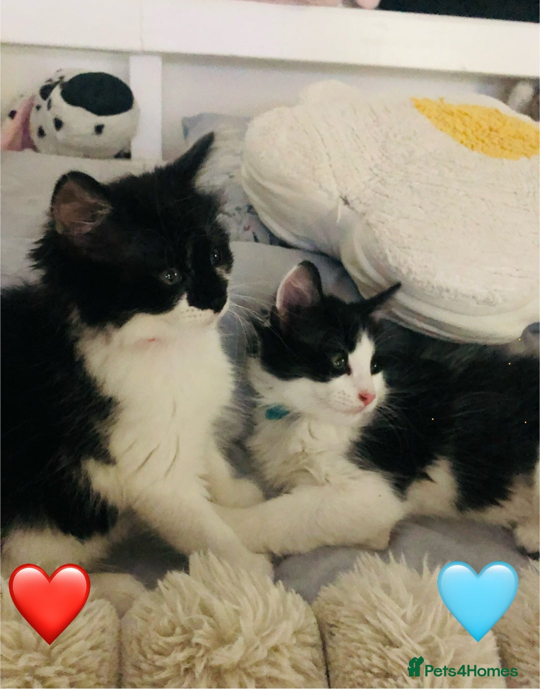 Ragdoll cats for sale: Looking for perfect furry companion? - Advert 8