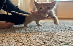 Mixed Breed cats for sale: Tortoiseshell/Mixed Kittens  - Image 5
