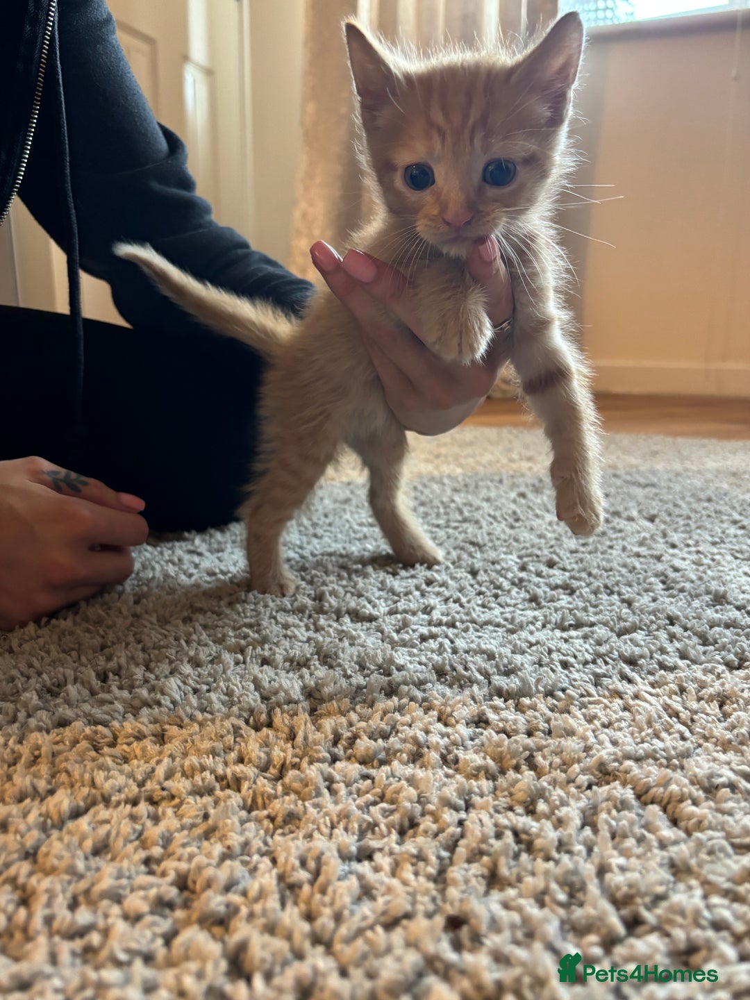 Mixed Breed cats for sale: Tortoiseshell/Mixed Kittens  - Image 5