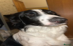 Border Collie dogs for sale: Cooper and Juno - Image 16