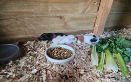 Guinea Pig rodents for sale: 4 beautiful female guinea pigs  - Image 4