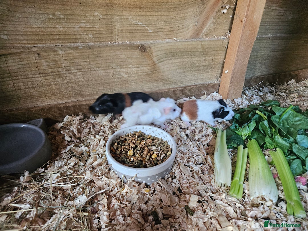 Guinea Pig rodents for sale: 4 beautiful female guinea pigs  - Image 4