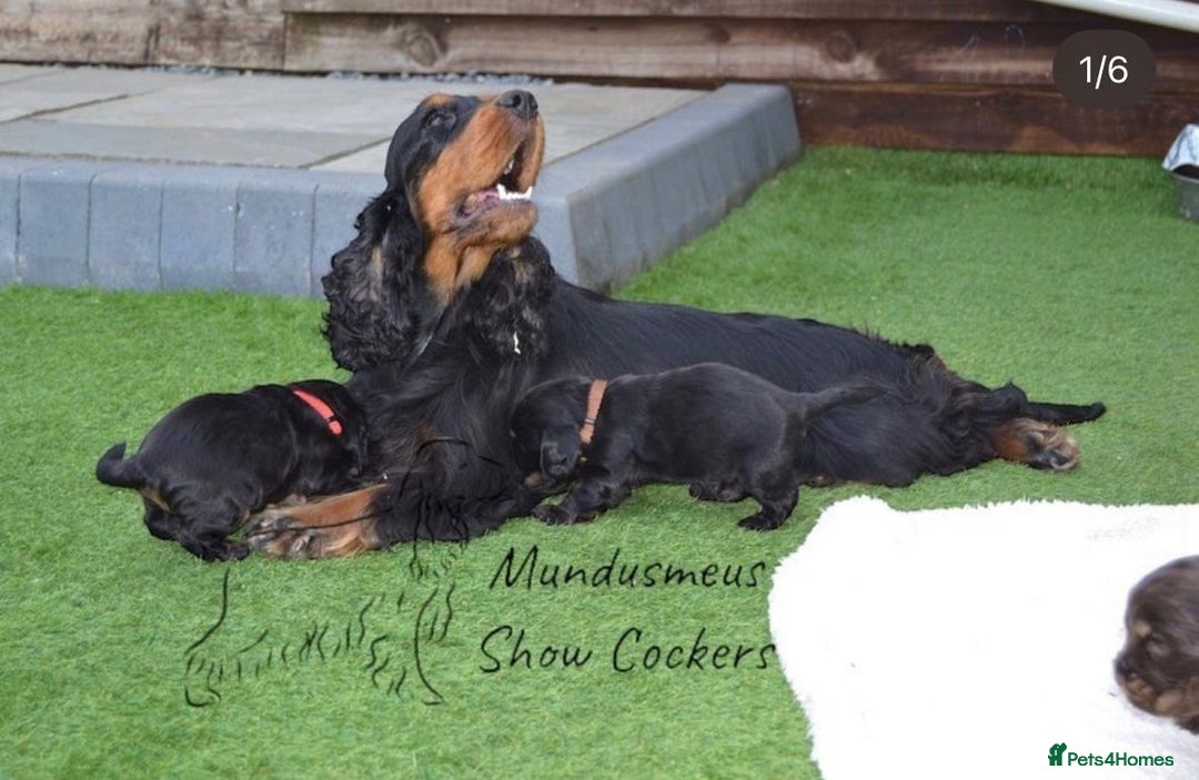 Cocker Spaniel dogs for sale: Show quality pups available  - Image 17