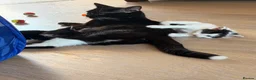 Mixed Breed cats for sale: 2 mix breed boys  in Atherstone - Advert 2