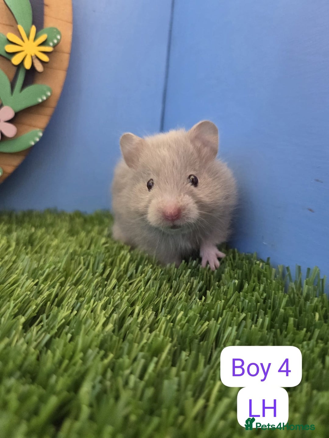 Hamster rodents for sale: Syrian Hamster Babies Pedigree Baby Male Female - Image 11