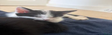 Domestic Shorthair white black spots 