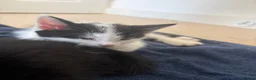 Domestic Shorthair cats for sale: 2 male kittens for sell  - Advert 6