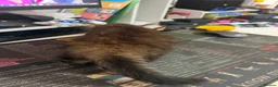 Mixed Breed cats for sale: Three beautiful kittens for sale.  - Advert 14