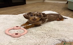 Dachshund dogs for sale: Miniature dacshund - Image 2