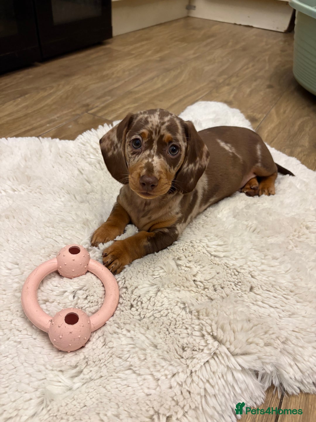 Dachshund dogs for sale: Miniature dacshund - Image 2