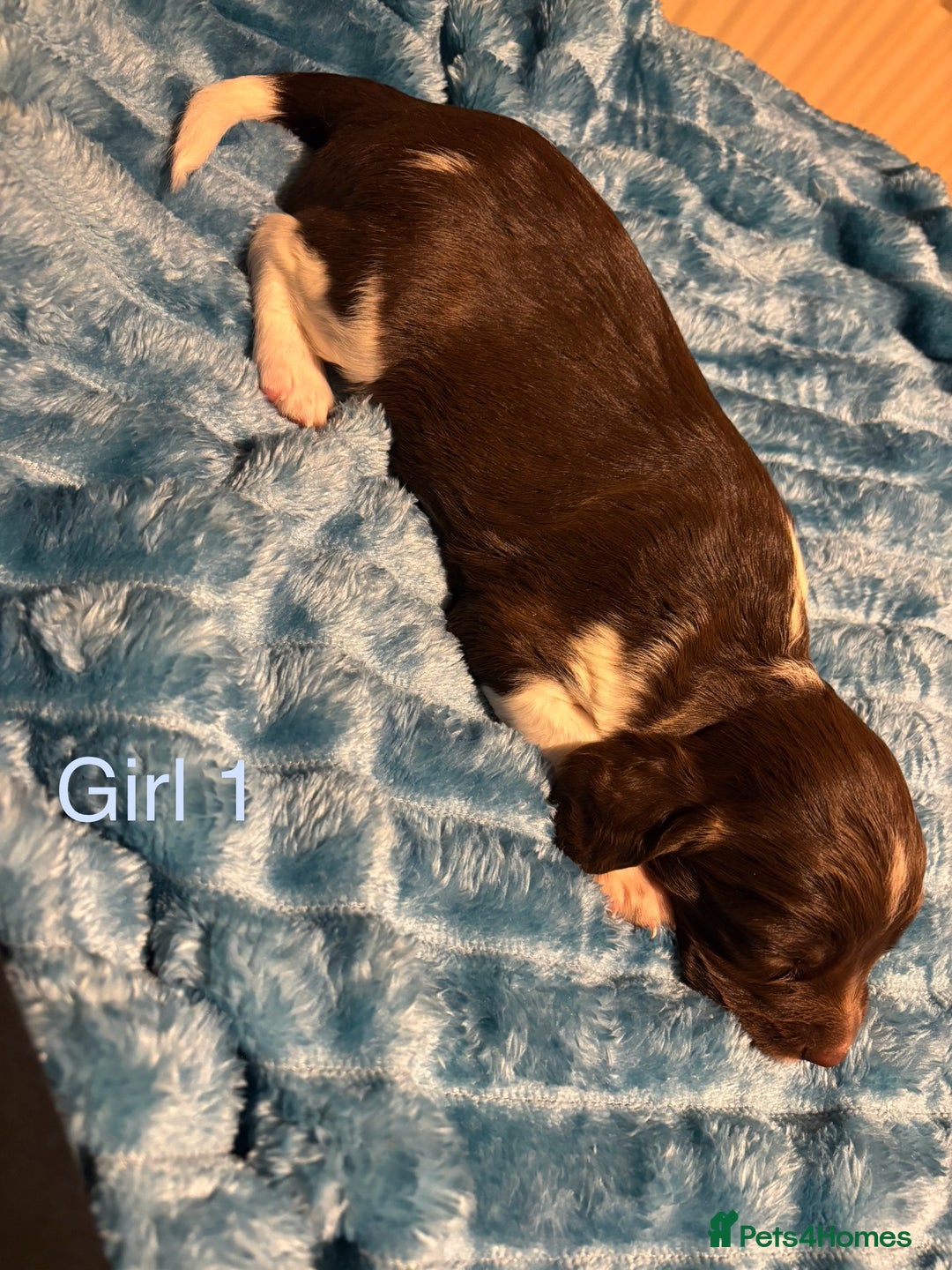 English Springer Spaniel dogs for sale: ✨ KC Registered English Springer Spaniel Puppies ✨ - Advert 20
