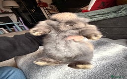 Mini Lop rabbits for sale: Mini Lop Bunnies - Image 8
