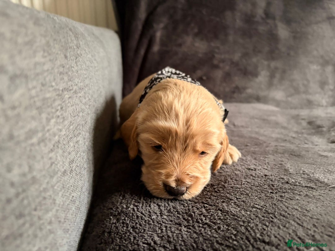 Cockapoo dogs for sale: 3 beautiful boys  - Image 5